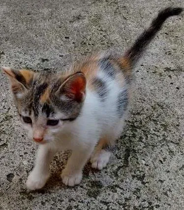 Gato ra a SRD idade 2 a 6 meses nome Sem nome