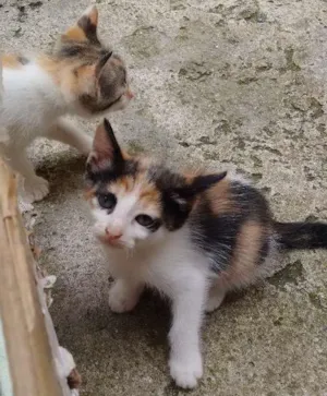 Gato raça SRD idade 2 a 6 meses nome Sem nome