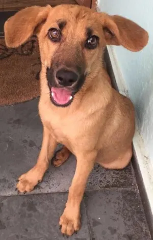 Cachorro raça Vira lata idade 2 a 6 meses nome Mel