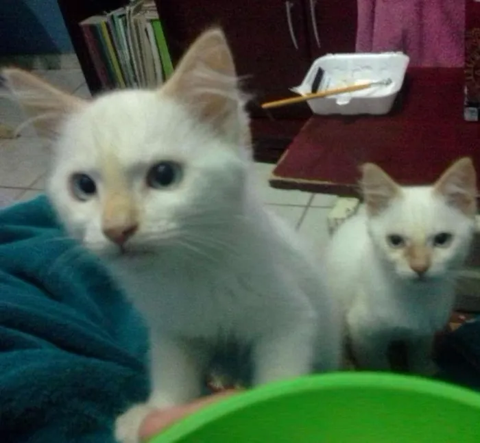 Gato ra a Siamês idade 2 a 6 meses nome Lua, Lua Cheia, Cin