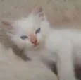 Lua, Lua Cheia, Cin