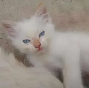 Gato raça Siamês idade 2 a 6 meses nome Lua, Lua Cheia, Cin