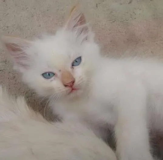 Gato ra a Siamês idade 2 a 6 meses nome Lua, Lua Cheia, Cin