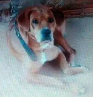 Cachorro raça Vida lata idade 5 anos nome Rambo e billy
