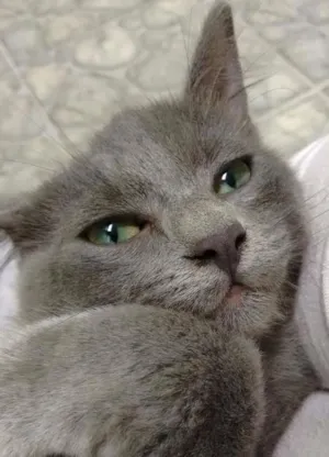 Gato raça  idade 2 a 6 meses nome Sem nome
