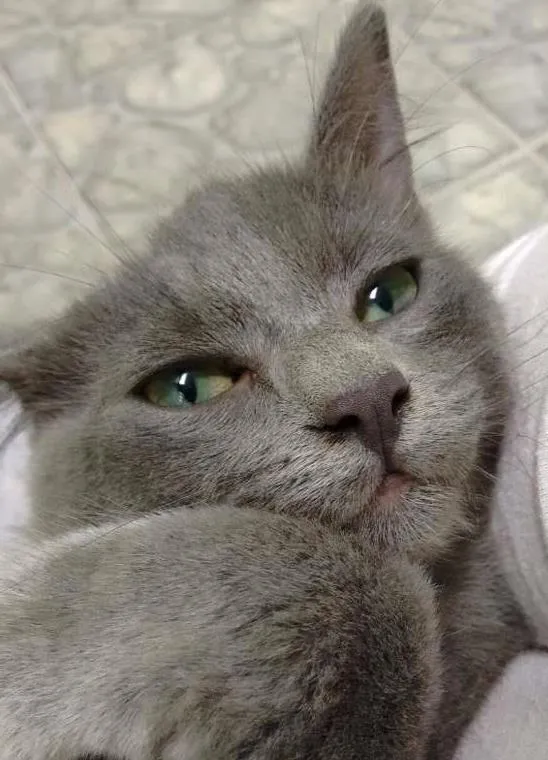 Gato ra a  idade 2 a 6 meses nome Sem nome