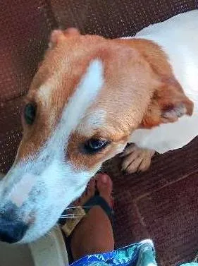 Cachorro raça Viralata idade 6 ou mais anos nome Thor