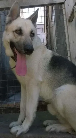 Cachorro raça Pastor Alemão idade 4 anos nome Jumper