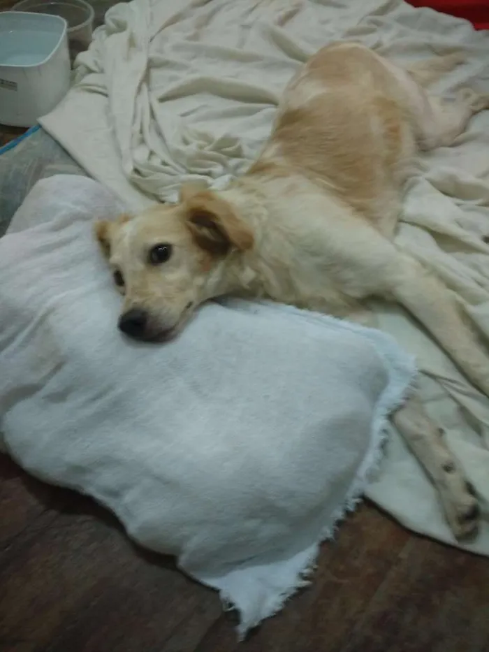 Cachorro ra a Sem raça definida idade 1 ano nome Billy