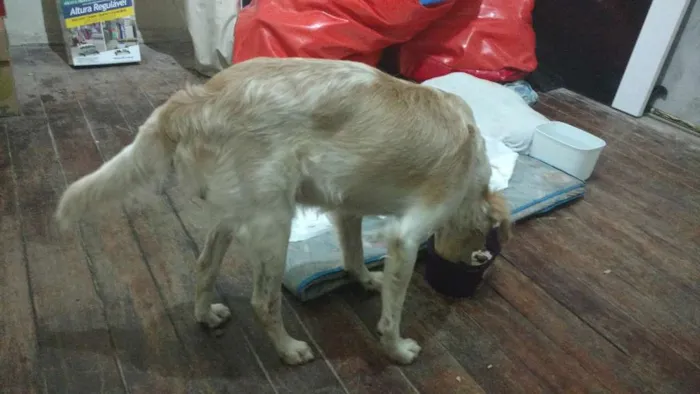 Cachorro ra a Sem raça definida idade 1 ano nome Billy