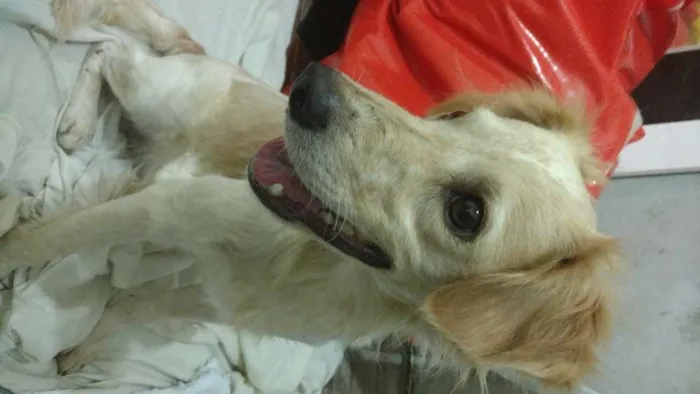 Cachorro ra a Sem raça definida idade 1 ano nome Billy