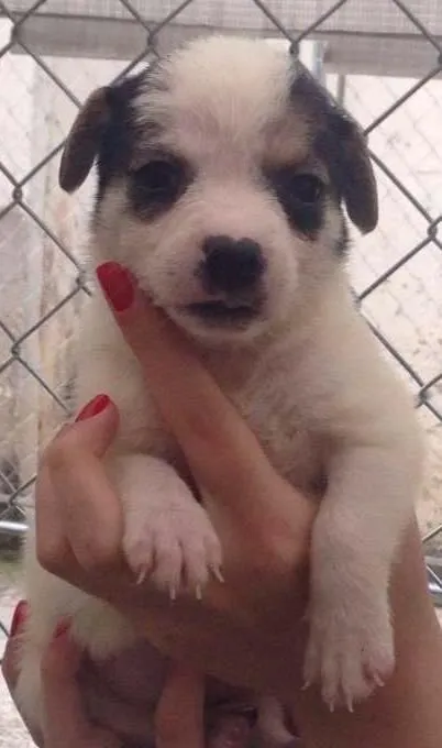 Cachorro ra a SRD idade 2 a 6 meses nome Mini