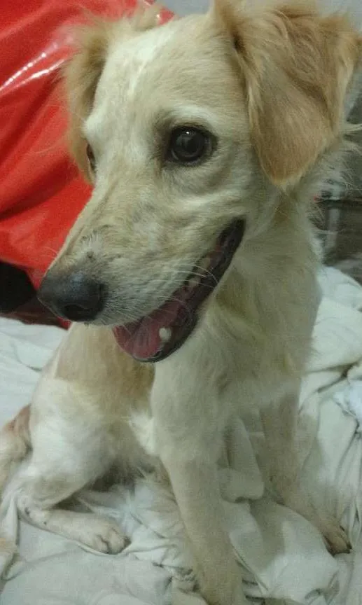 Cachorro ra a Sem raça definida idade 1 ano nome Billy