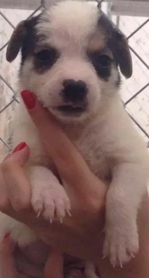 Cachorro raça SRD idade 2 a 6 meses nome Mini