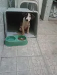 Cacau