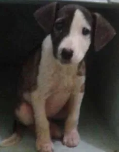 Cachorro ra a SRD idade 2 a 6 meses nome Cacau
