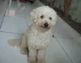 Felpundinho