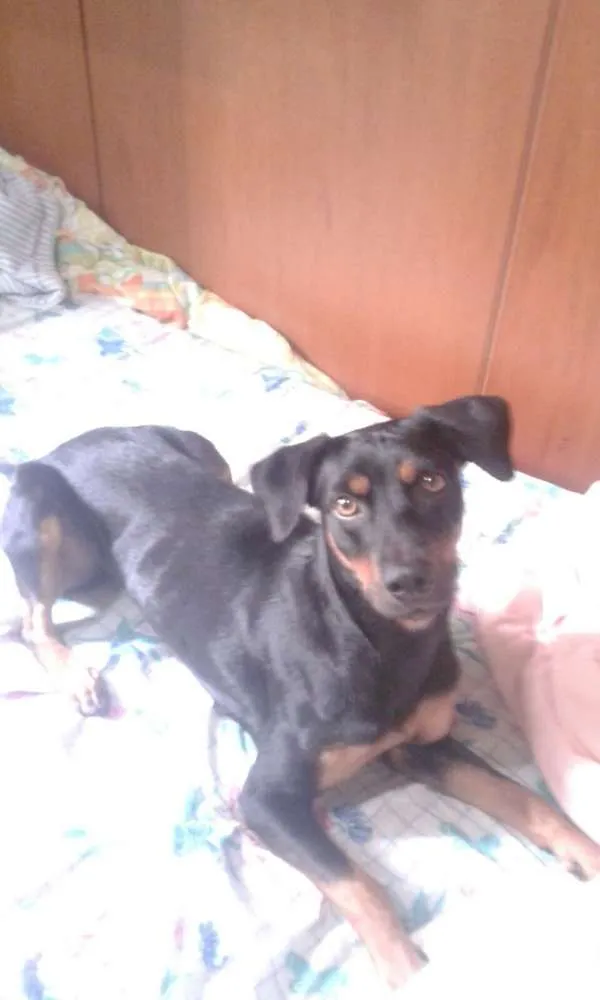 Cachorro ra a SRD idade 1 ano nome Croaçã
