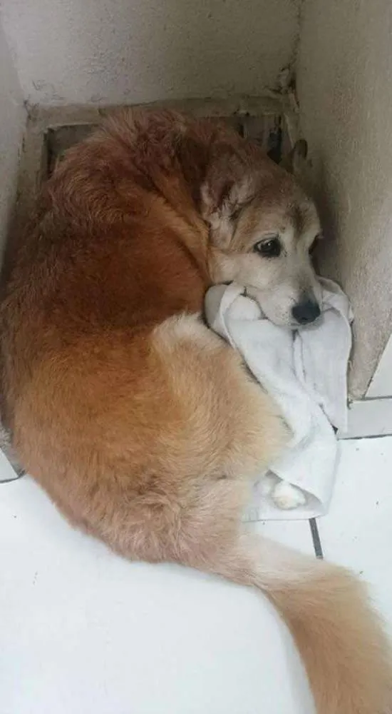 Cachorro ra a Vira lata idade 6 ou mais anos nome Kinder 