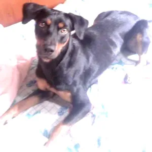 Cachorro raça SRD idade 1 ano nome Croaçã