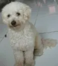 Felpundinho