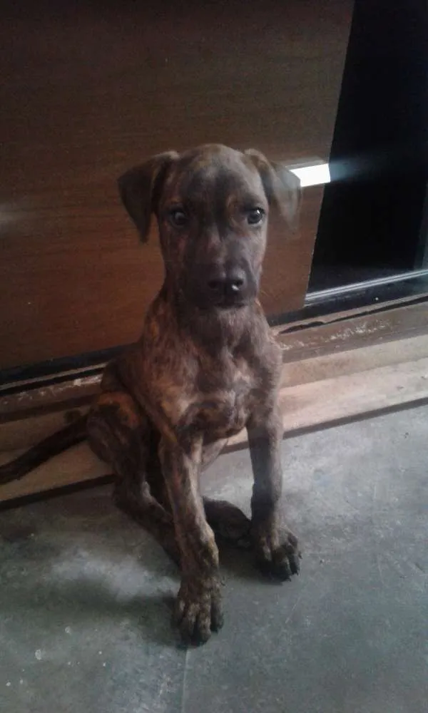Cachorro ra a Boxer 2 classe idade 2 a 6 meses nome Nina