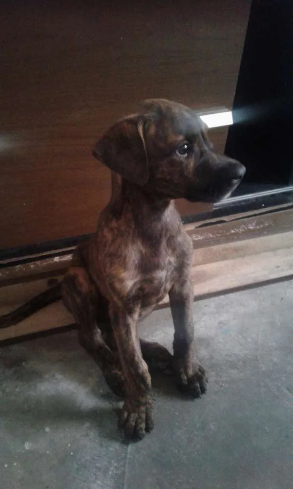 Cachorro ra a Boxer 2 classe idade 2 a 6 meses nome Nina