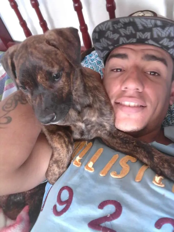 Cachorro ra a Boxer 2 classe idade 2 a 6 meses nome Nina