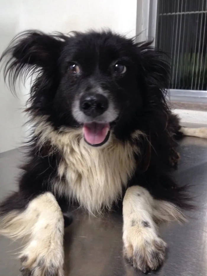 Cachorro raça Vira lata idade 2 anos nome Marley