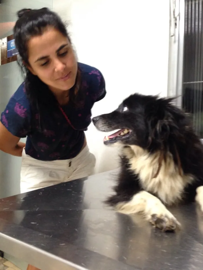 Cachorro raça Vira lata idade 2 anos nome Marley