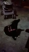 meg