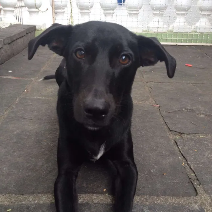 Cachorro ra a Srd idade 2 anos nome Juca