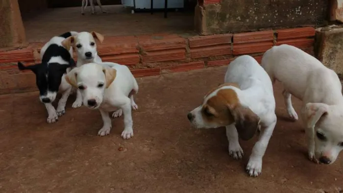 Cachorro ra a 1/2 foz paulistinha idade Abaixo de 2 meses nome sem nome