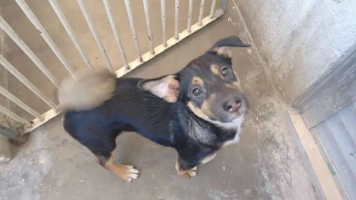 Cachorro raça vira lata idade 2 a 6 meses nome manchadinha