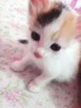 LOLA
