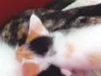 LOLA