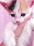 LOLA