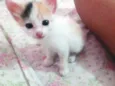 LOLA