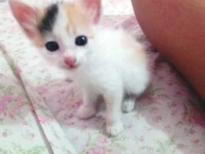 Gato raça SRD idade Abaixo de 2 meses nome LOLA