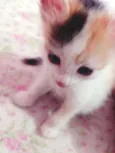 LOLA