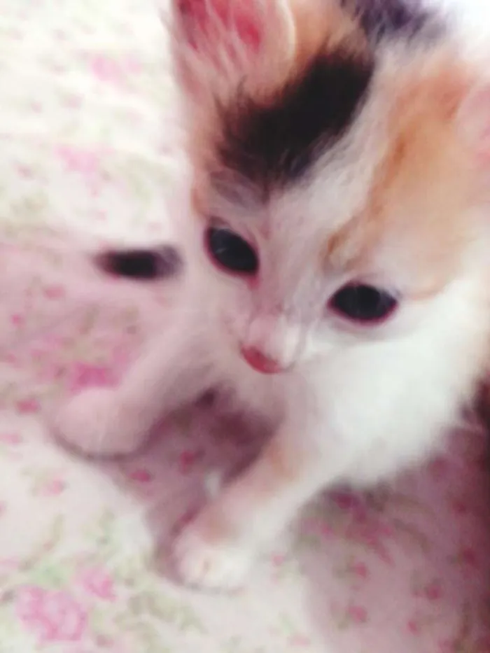 Gato ra a SRD idade Abaixo de 2 meses nome LOLA