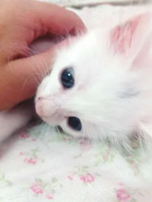 Gato raça SRD idade Abaixo de 2 meses nome MINGAU