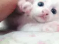 MINGAU