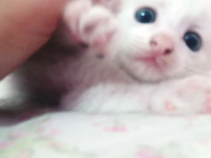 Gato ra a SRD idade Abaixo de 2 meses nome MINGAU