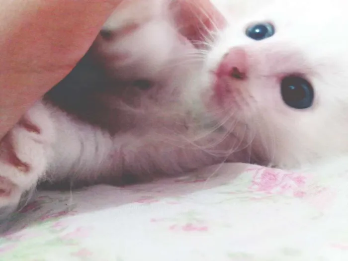 Gato ra a SRD idade Abaixo de 2 meses nome MINGAU