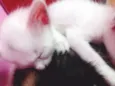 MINGAU