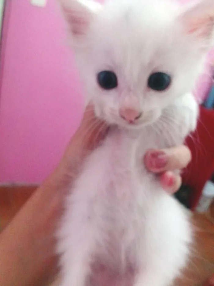 Gato ra a SRD idade Abaixo de 2 meses nome MINGAU