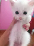 MINGAU
