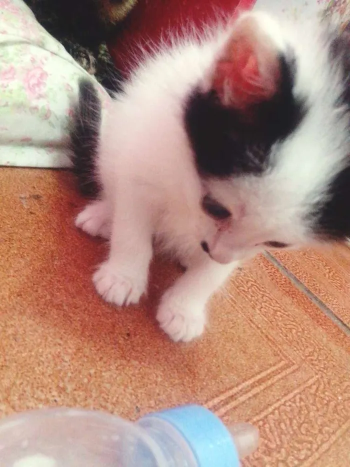 Gato ra a SRD idade Abaixo de 2 meses nome BIGODE