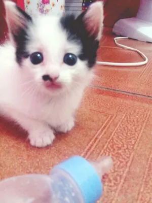 Gato raça SRD idade Abaixo de 2 meses nome BIGODE